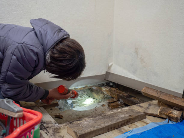 Best Mold Damage Restoration  in Pikeville, TN