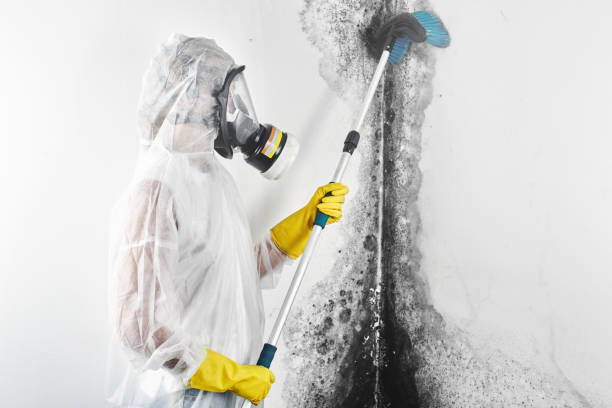 Best Mold Remediation for Healthcare Facilities  in Pikeville, TN