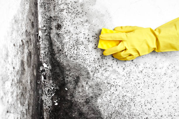 Best Residential Mold Inspection & Testing  in Pikeville, TN